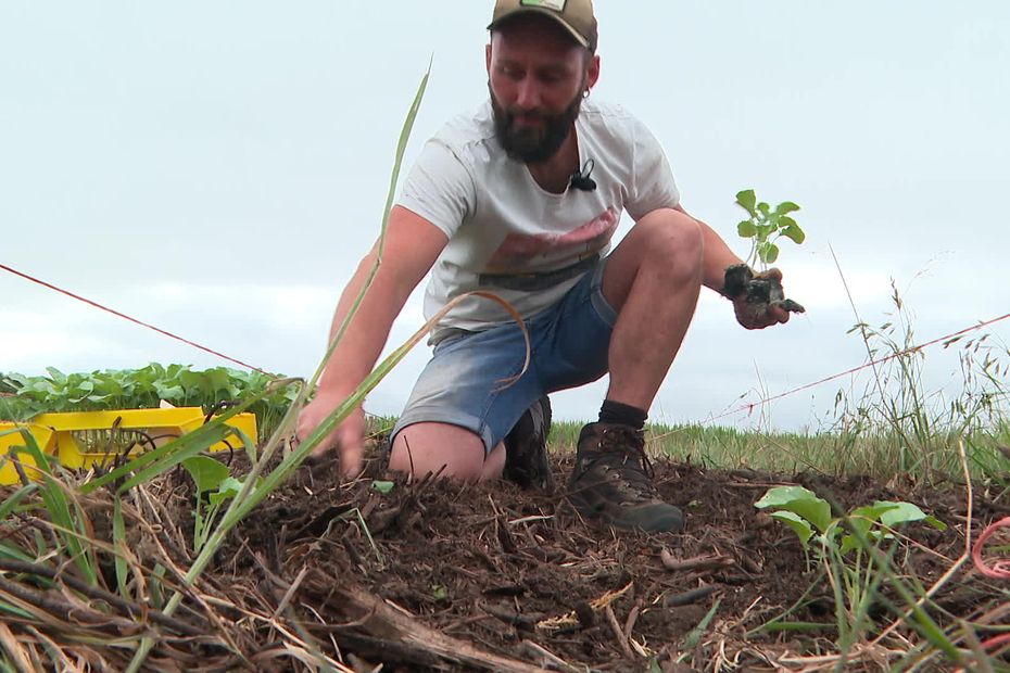 Un maraîcher cultive ses légumes presque sans eau en Vendée