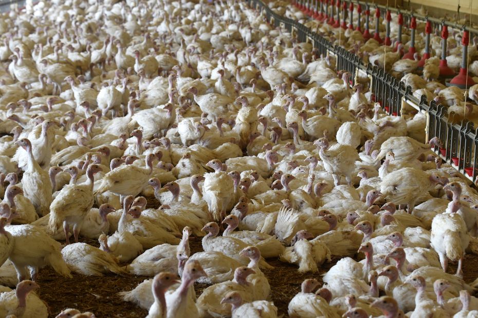 Grippe aviaire un foyer hautement pathogène détecté à la frontière