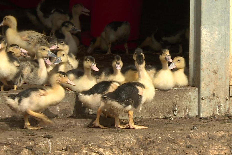 Grippe Aviaire Elev S En Plein Air Ses Canards N Ont Jamais T