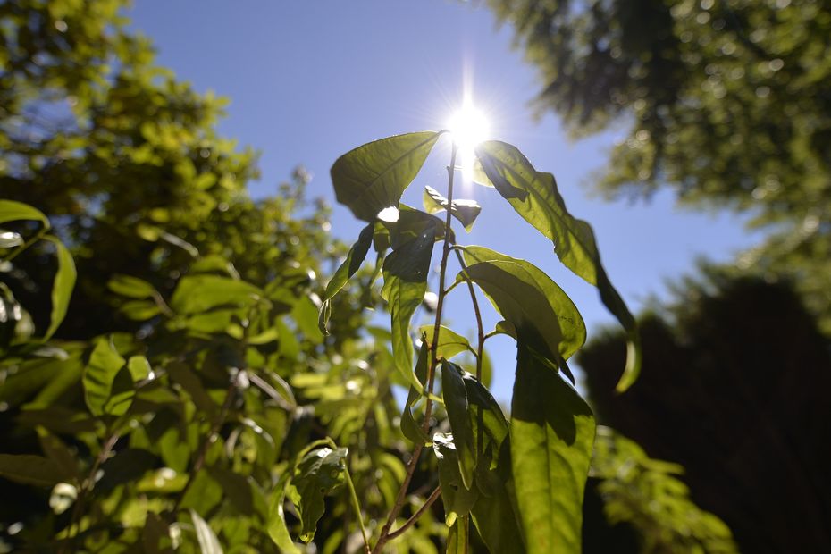 Canicule Ouverture Nocturne Du Jardin Lecoq Dans Le Centre De