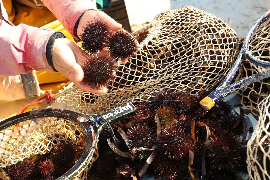 La pêche aux oursins repoussée d un mois dans les Alpes Maritimes et