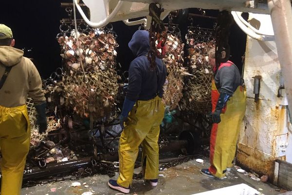 Première pêche à la coquille de l'année en Baie de Seine pour le Normandie, immatriculé à Grandcamp Maisy