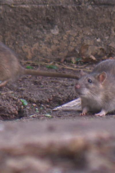 Les rats bruns, associés à la saleté, sont considérés comme nuisibles par les citadins.