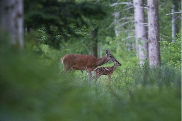 Les chasseurs du Haut-Rhin ne veulent pas continuer de trop chasser les cervidés.