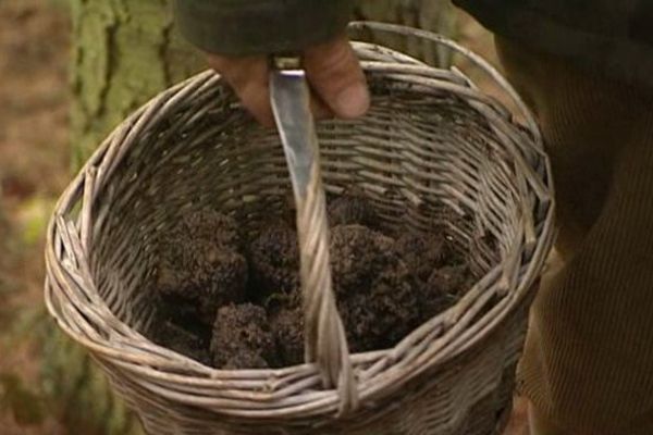 2013 restera un très grand cru pour la truffe auvergnate. De la très belle truffe, de très bonne qualité, récoltée de bonne heure et en très grande quantité. 150 kilos ramassés contre 100 l'an dernier.