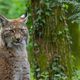 Deux lynx femelles ont été relâchés dans le Jura début mai (image d'illustration)