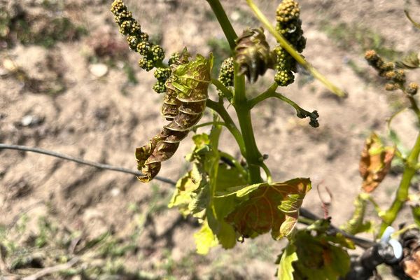 Le gel d'avril 2024 a détruit en moyenne 10 à 15% du vignoble de la cave coopérative de Montagnac Domitienne.