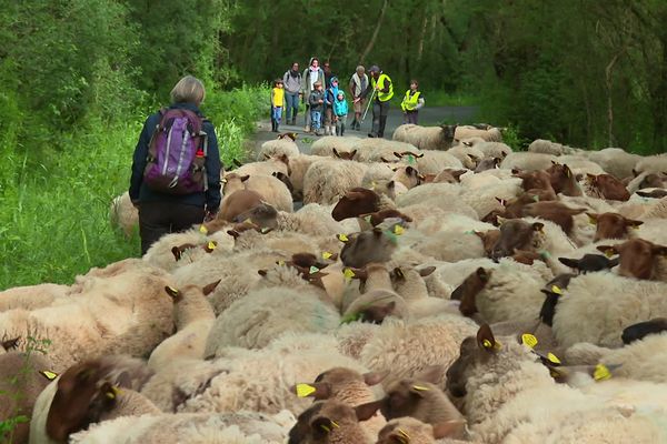 Suivre une transhumance dans le Layon. Une idée de balade.