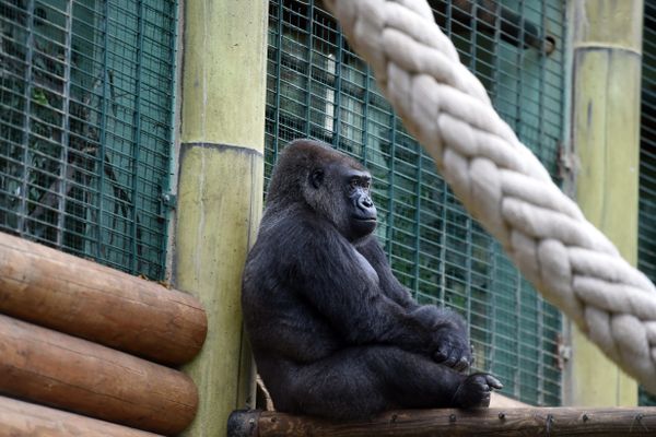 Pass sanitaire obligatoire au 21 juillet : "une décision brutale", selon le parc zoologique de Saint-Martin-la-Plaine  (image d'archives)