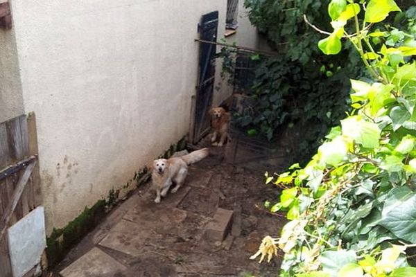 Bessan (Hérault) - 2 chiens sont encore dans la maison où 30 cadavres d'animaux ont été retrouvés - 30 mars 2014.