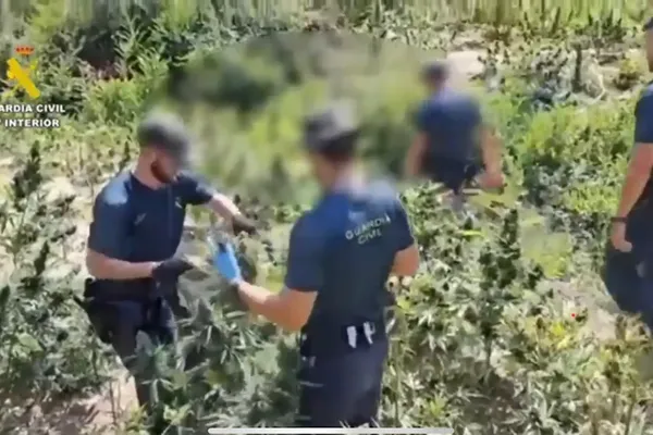 Au total, les forces de l'ordre ont saisi plus d'une demi-tonne de têtes sèches sur les communes de Sobrarbe et Ribagorza, situées dans le nord de l'Aragon.