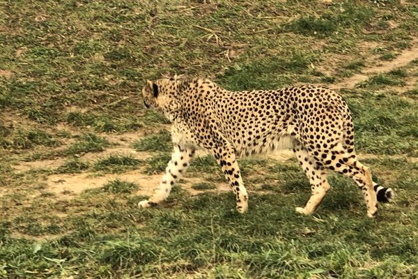 Ce mois-ci, l’équipe d’Enquêtes de région se rend au bioparc de Doué-La-Fontaine où se trouvent 1400 animaux sur 17 hectares.