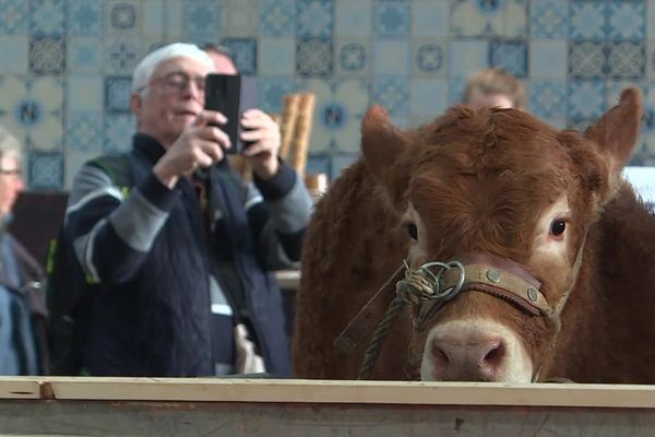 Les limousines sont des stars au Salon de l'Agriculture