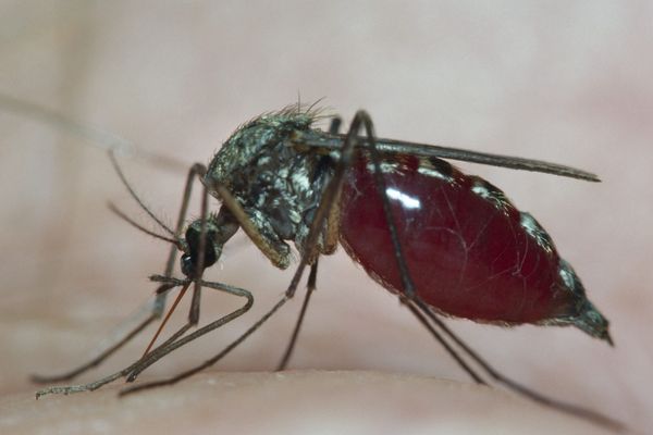 Le moustique Culex porteur du virus West Nile est le moustique commun en France métropolitaine. 