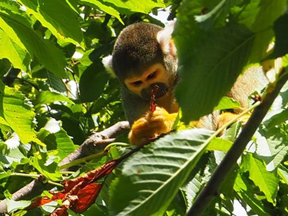 Vallee Des Singes Trois Petits Nouveaux Dans La Famille Saimiri