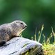 Une petite marmotte des Alpes sur un rocher. (Illustration)