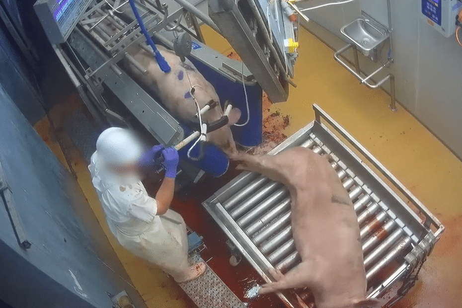 L214 denounces dysfunctions within a slaughterhouse