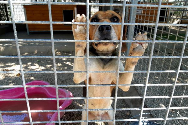 Photo d'illustration. Un chien abandonné, août 2019, SPA de Nîmes