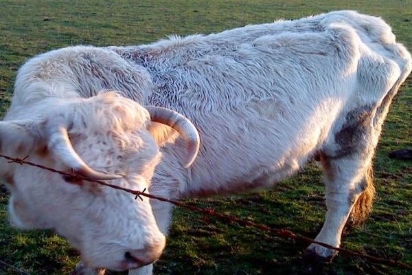 Les vaches sont visiblement sous-alimentées