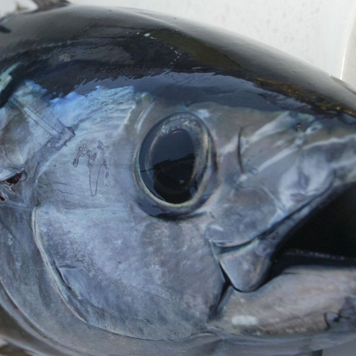 Le thon rouge est de retour dans la Manche, les pêcheurs aimeraient ouvrir  les quotas