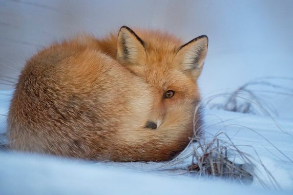 Grand Froid Comment Proteger Les Animaux