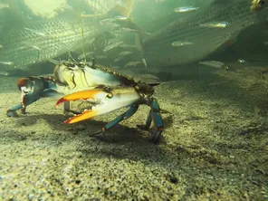 Le crabe bleu est présent en Corse depuis les années 2000 et prolifère dans les étangs de l'île depuis 2017.