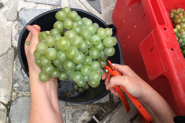 Reims a vendangé la plus vieille vigne de France