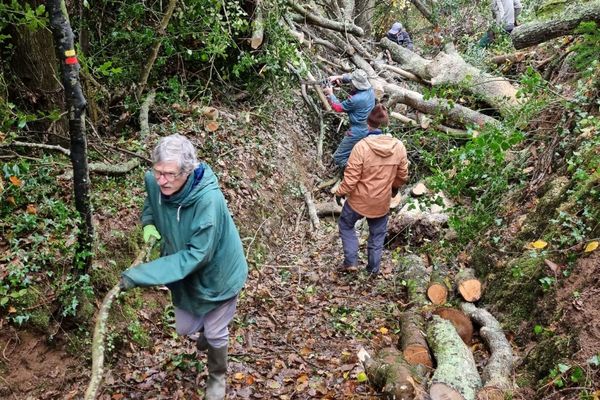 Pour dégager les sentiers en forêt, rendus inaccessibles après la tempête Ciaran, les bénévoles de cette association de randonneurs de Morlaix se retroussent les manches