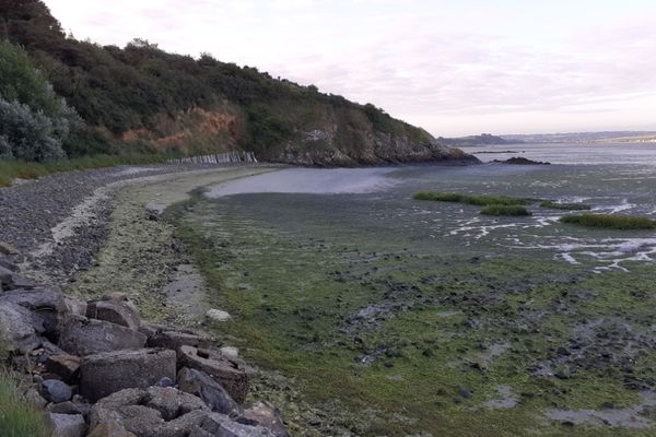 Algues vertes sur la plage de Saint-Guimond à Hillion