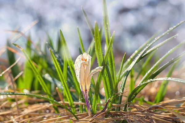 Une journée sans pluie, mais avec de petites gelées au lever du jour.