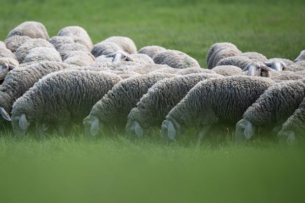 La campagne de vaccination contre la fièvre catarrhale débute le 12 août 2024.