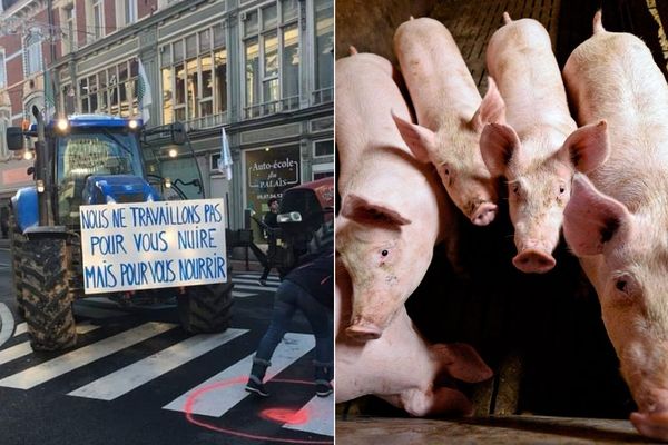 Manifestation à Douai pour soutenir des éleveurs de porcs d'Aniche condamnés en justice.