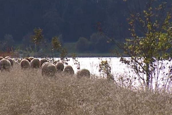 Des brebis en bordure du Rhône paissent tranquillement et l'air de rien entretiennent les berges