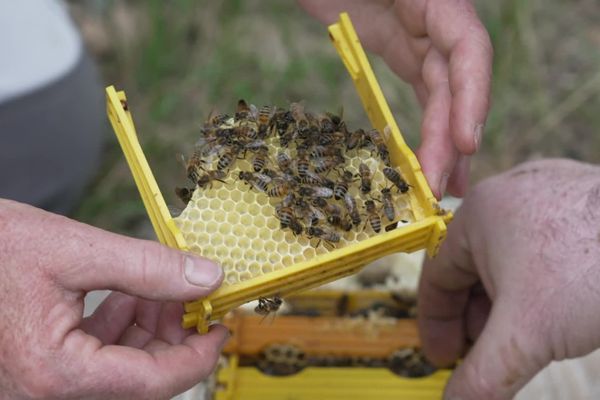 Si les abeilles disparaissent c'est tout l'écosystème qui est menacé.