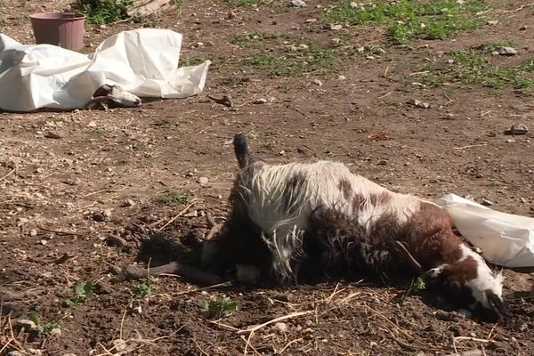 12 chèvres ont été tuées le week-end dernier à la Penne-sur-Huveaune