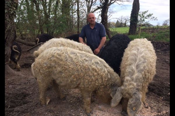 Les cochons Mangalitza n'étaient plus que 200 dans le monde au début des années 2000. 
