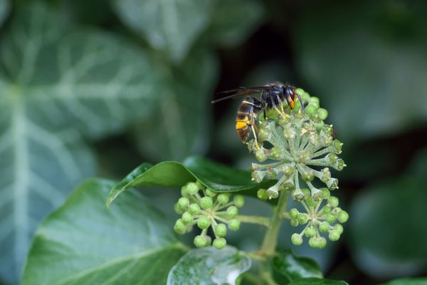 Des pièges efficaces pour lutter contre la prolifération du frelon asiatique