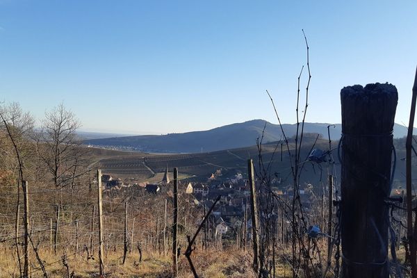 Des vignes sous le soleil d'hiver dans le vignoble haut-rhinois