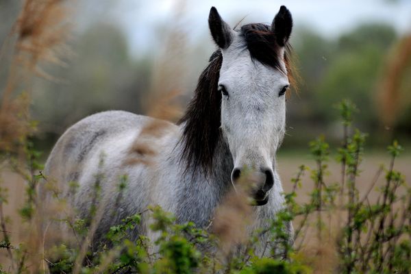 Des chevaux atteints de myopathie atypique ou "maladie du pré" en Mayenne, une maladie mortelle intransmissible