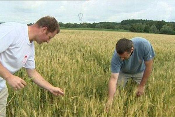 A Rahon (Jura), l'inquiétude est palpable chez les agriculteurs pour les moissons.