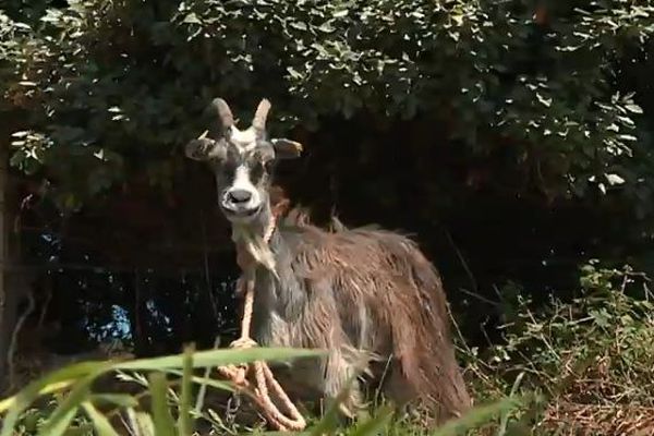 Le jardin de Vauville inaugure "La Ferme du jardin" où les espèces normandes en voie de dispartion sont protégées