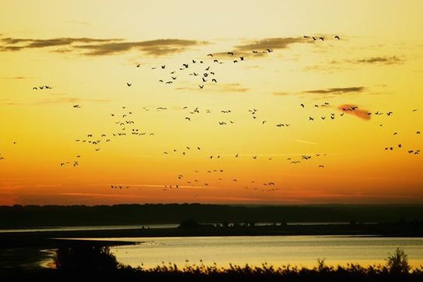 Près de 100 000 grues sur le lac du Der, un record selon la LPO