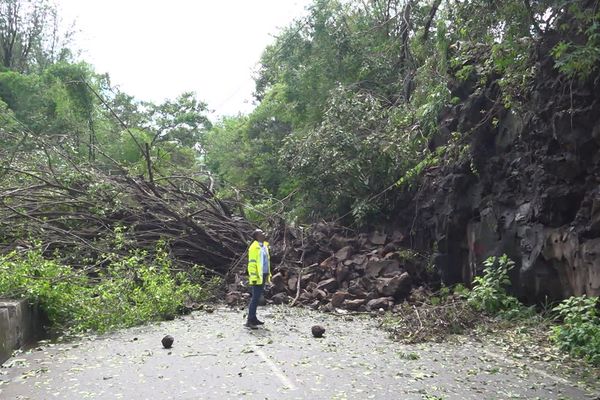 De nombreux arbres arrachés après le passage du cyclone Belal à la Réunion