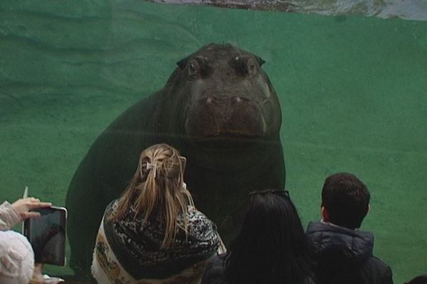 Zoo de Beauval - 2016