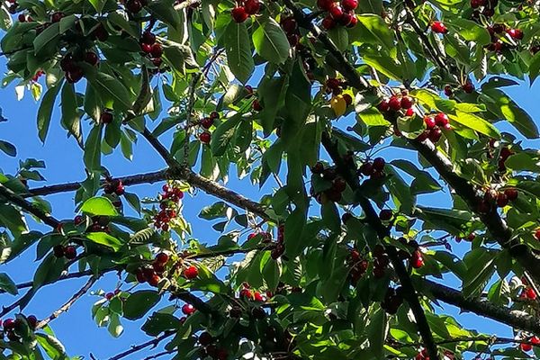 Beau temps pour les cerises