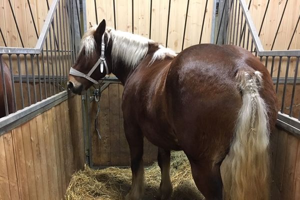 Le cheval comtois est le cheval de trait par excellence en France.