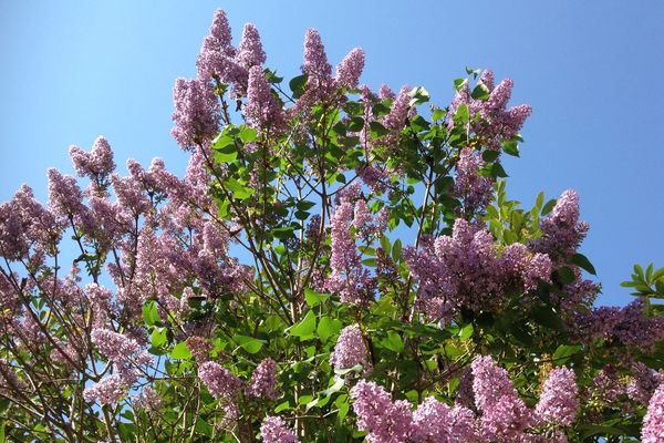 Les lilas sont fleuris