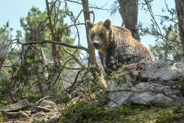 Photo d'illustration. Le parc animalier Ecozonia à Cases-de-Pène dans les Pyrénées-Orientales accueille un ours brun.