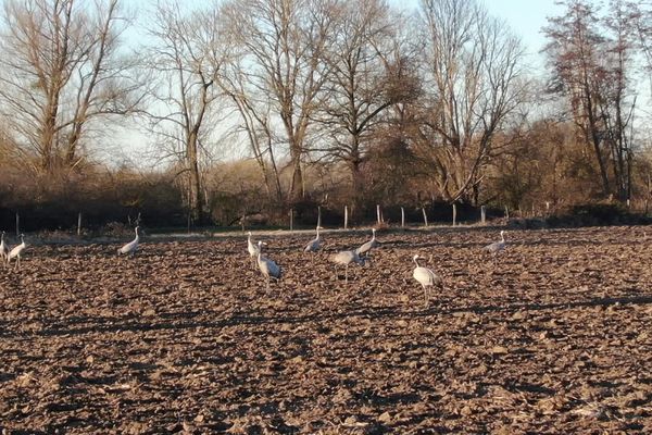 Les grues cendrées hivernent dans le Val d'Allier.