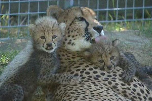 Maman guépard avec deux de ses quatre petits- Le 16/07/2014